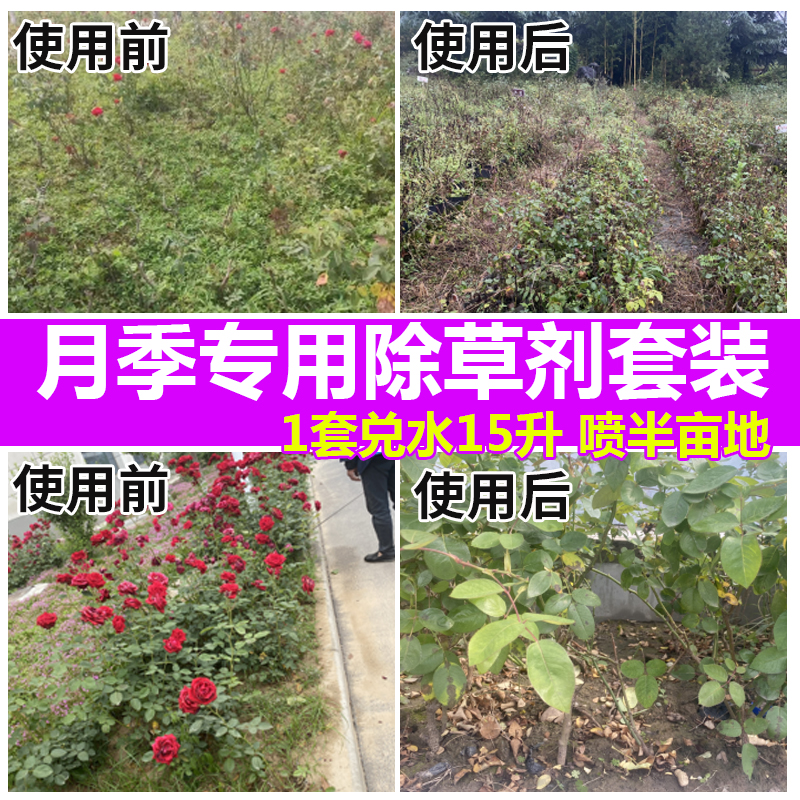 月季专用杂草除草剂除尖叶阔叶