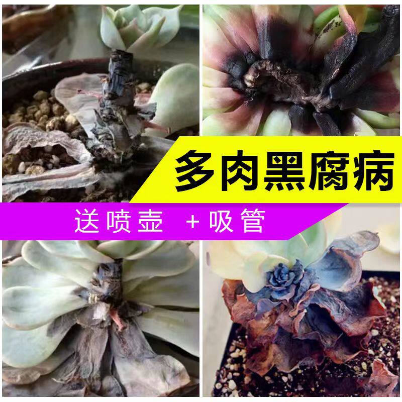多肉黑腐病专用药生石花玉坠法师紫乐淡雪桃蛋玉树花土壤杀菌剂药