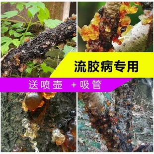 桃树流胶专用果树枝干干腐病腐烂病溃疡病树干流胶腐烂杀菌剂农药