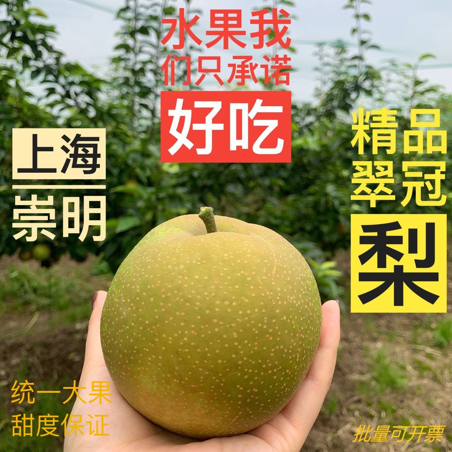 翠冠梨崇明清甜多汁爽口解腻