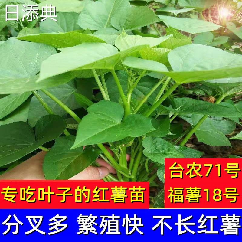 红薯苗秧专吃叶的红薯种子苗食叶型番薯叶台农71食用地瓜叶