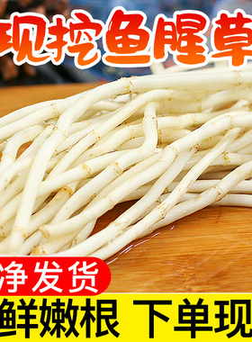 新鲜鱼腥草折耳根5斤现挖湖北节节草侧耳根嫩根苗当季时令蔬菜星