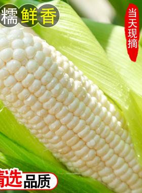 新鲜白糯玉米10斤当季整箱甜玉米棒子苞谷粒水果牛奶玉米蔬菜现摘