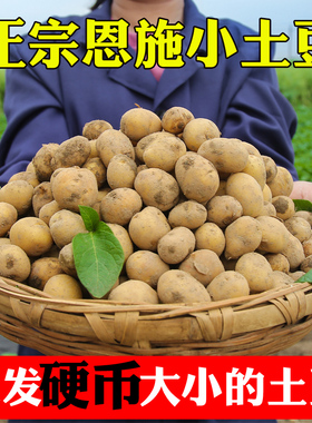 硬币大小恩施小土豆现挖湖北新鲜黄心土豆10斤当季迷你马铃薯洋芋