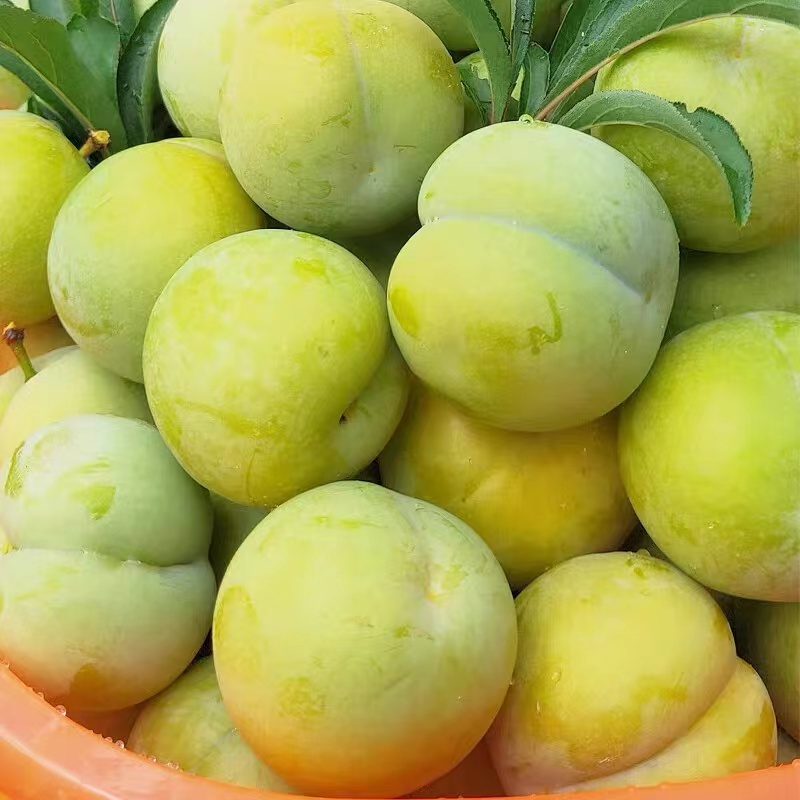 贵州蜂糖李新鲜水果脱骨冰脆李子正宗蜂糖甜李子整箱应季水果大果|ruв категории водной мясо/свежие фрукты и овощи/еда, свежие фрукты, слива - от Buy2taobao.com для оказания профессиональной услуги покупки агента Taobao