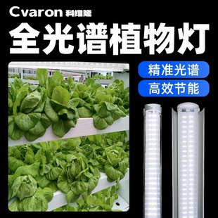 科维隆led植物补光灯全光谱仿太阳光花卉蔬菜热植组培植物生长灯
