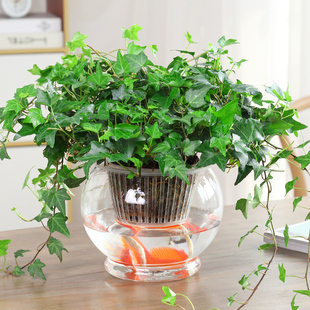 常春藤盆栽垂吊室内水养阳台易活绿萝绿植水生玻璃自吸盆水培植物