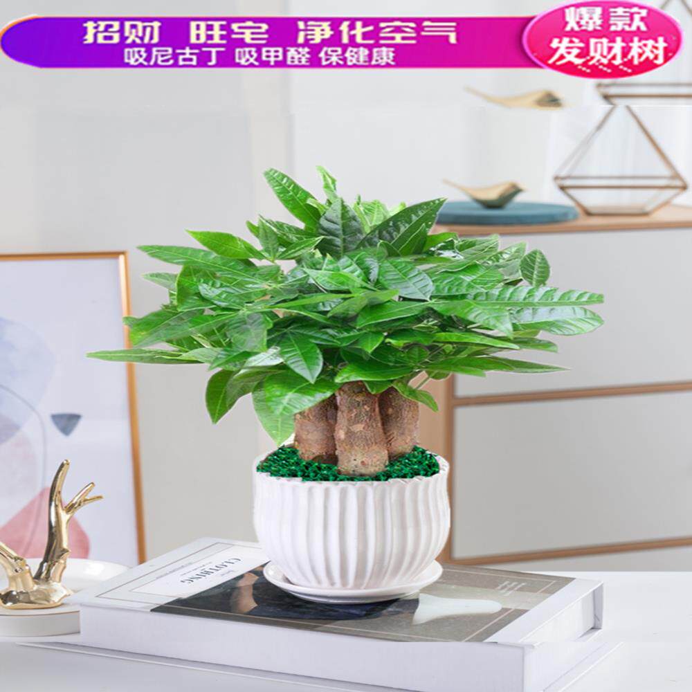 绿植室内客厅发财树盆栽植物室内客厅绿植小盆景四季常青办公室.