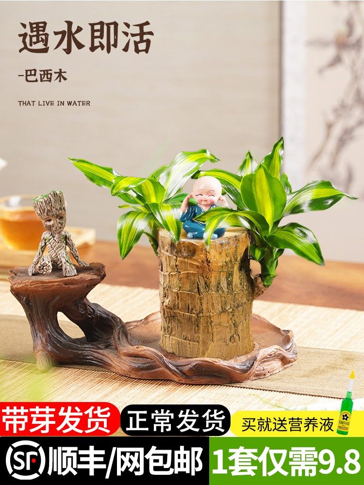 巴西木水养幸运木开花水培植物室内花卉盆栽格鲁特小树人带芽绿植