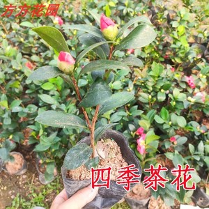 当年开花 茶花盆栽树苗 山茶花苗绿植花卉高档盆栽茶花苗