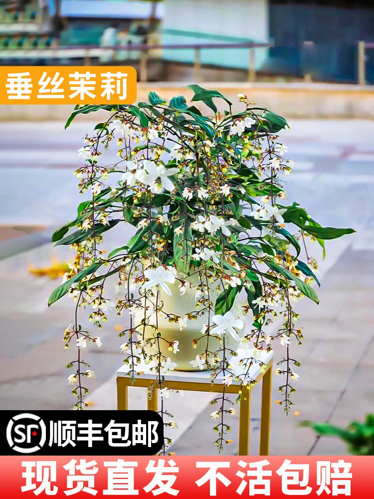 垂丝茉莉盆栽带花苞进口绿植室内白蝴蝶四季开花稀有垂吊植物大苗
