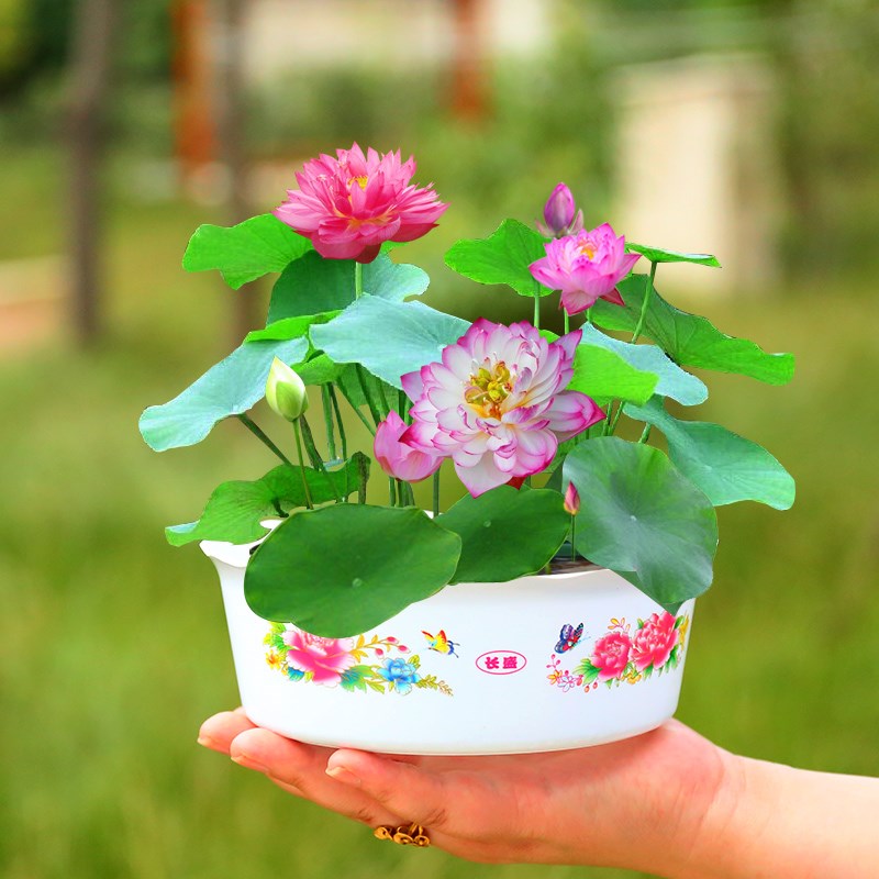 水培植物碗莲荷花四季种子