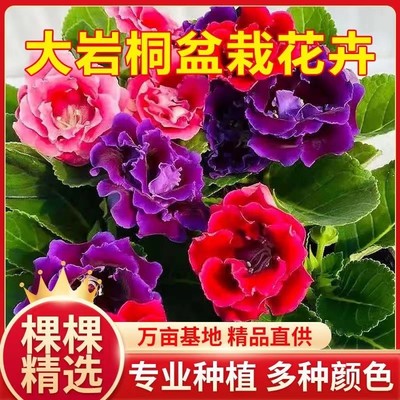 重瓣芙蓉花客厅大岩桐四季