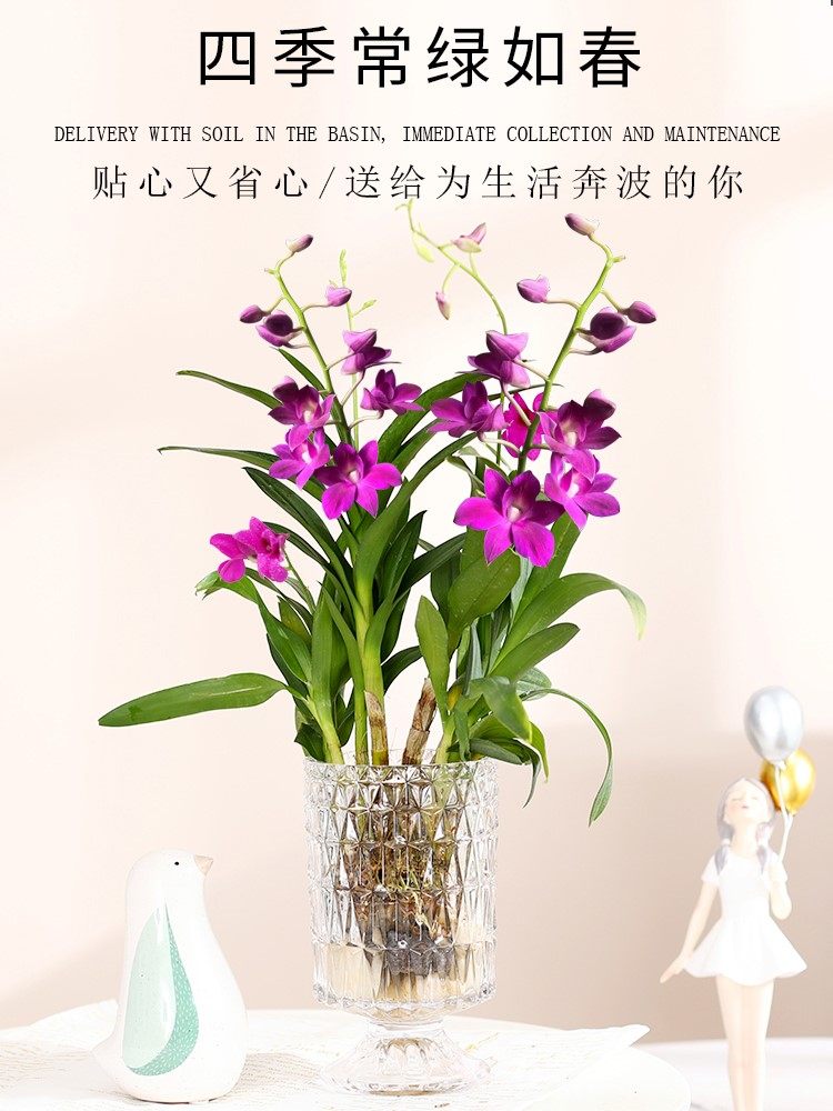 水培植物香水石斛兰盆栽带花苞文心兰水养四季花卉室内绿植好养