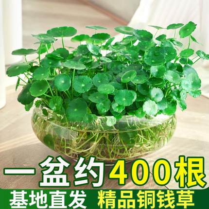 铜钱草小绿植水培植物水养草籽花卉室内盆栽金钱草四季好养活带叶