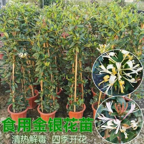 黄白金银花树苗盆栽老桩爬藤植物药用阳台庭院爬墙鸳鸯藤四季开花