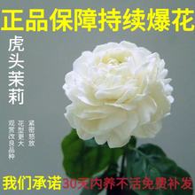 虎头茉莉 超重瓣四季开花浓香盆栽 大花茉莉 多年生植物开花不断