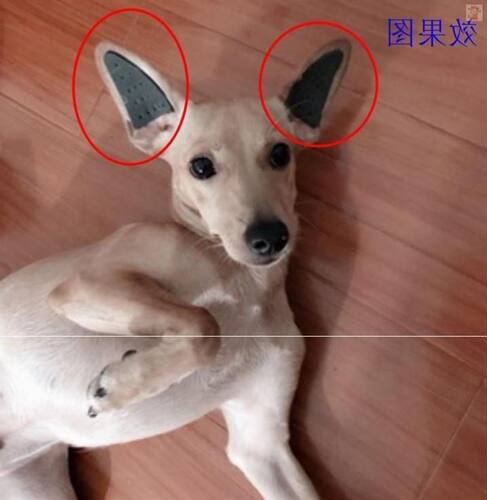 柯基立耳器狗价格 柯基立耳器狗图片 星期三