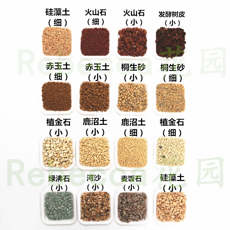 多肉日向石多少钱 多肉日向石优惠券免费领取 有条鱼