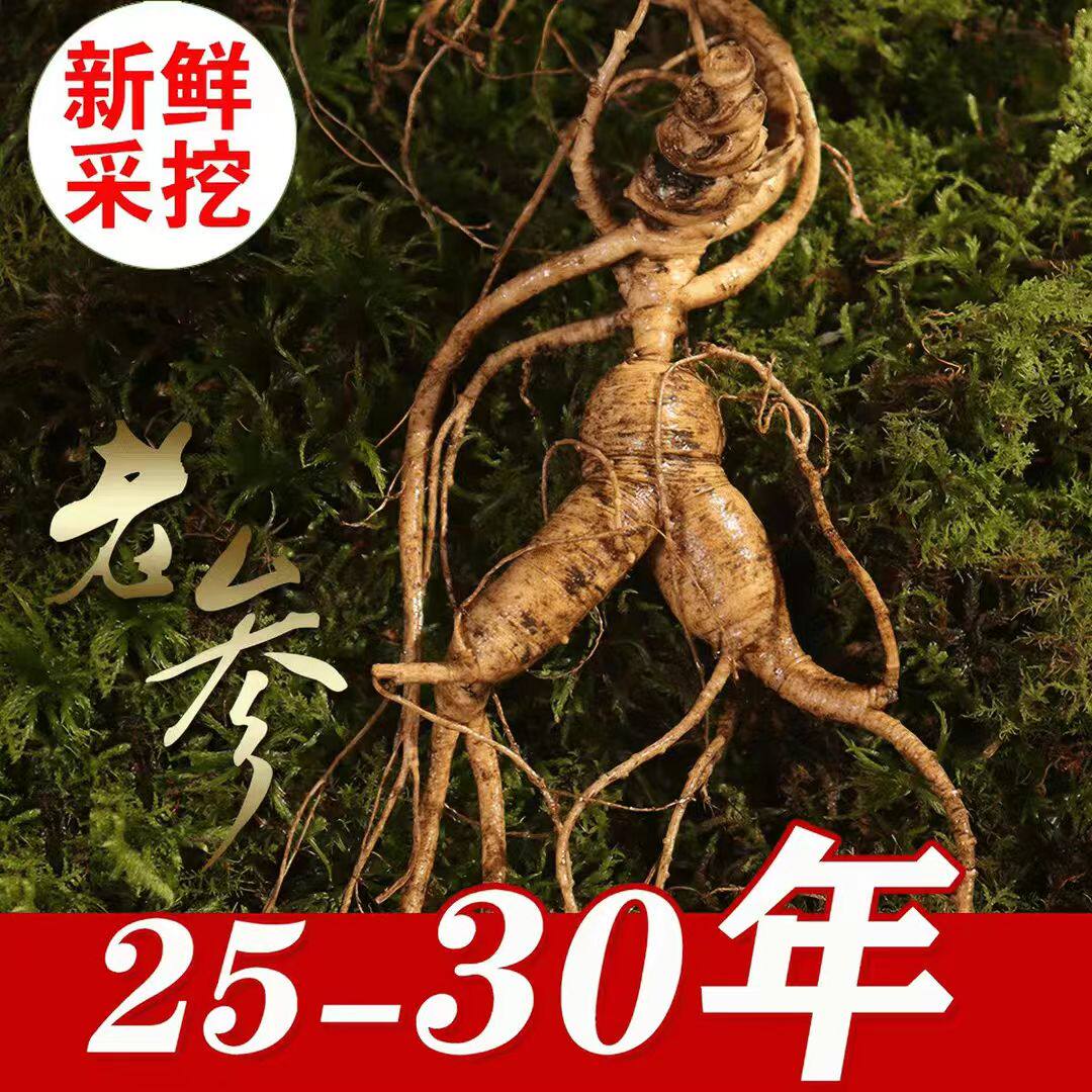 【特大单支】 野山参长白山人参30年新鲜山参泡酒带土东北林下参