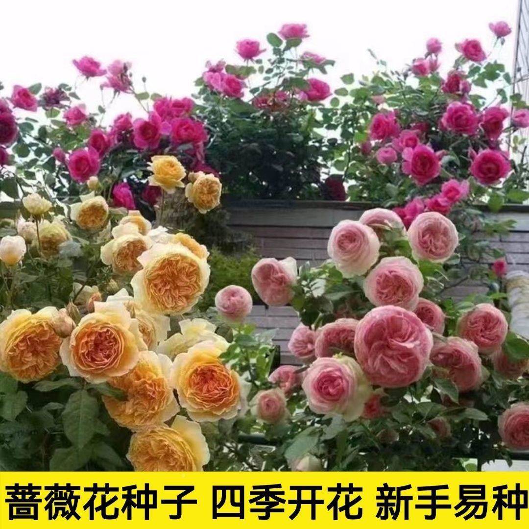 【新疆包邮】四季可种重瓣蔷薇花种子四季开花庭院阳台盆栽爬藤玫-封面