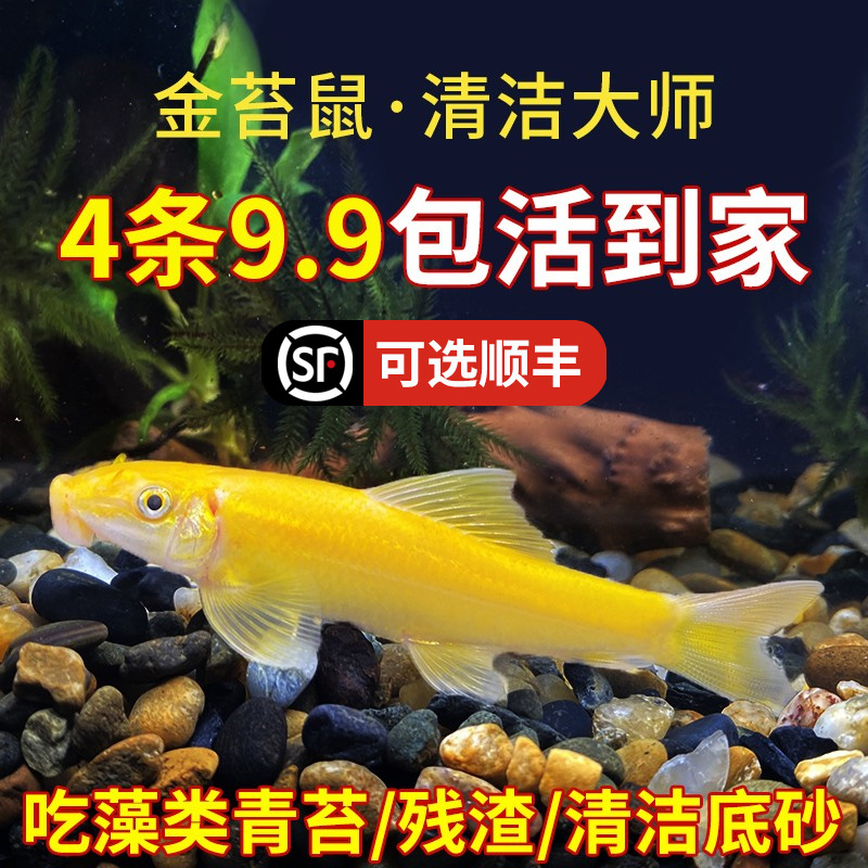 金苔鼠淡水鱼缸清洁鱼彩虹鲨热带观赏鱼专吃屎粪便垃圾清理藻类鱼