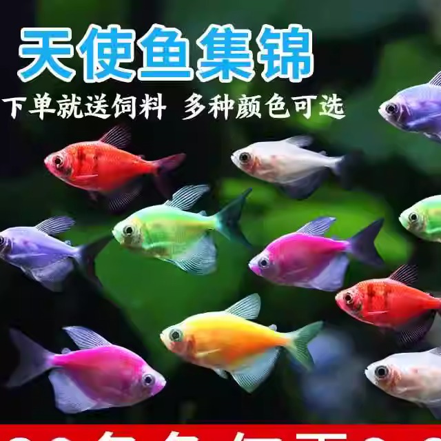 五彩天使鱼观赏鱼淡水冷水鱼赖人群游鱼活鱼耐活好养小型热带鱼