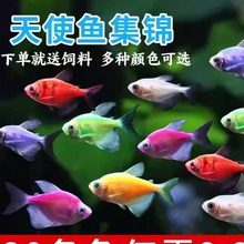 五彩天使鱼观赏鱼淡水冷水鱼赖人群游鱼活鱼耐活好养小型热带鱼