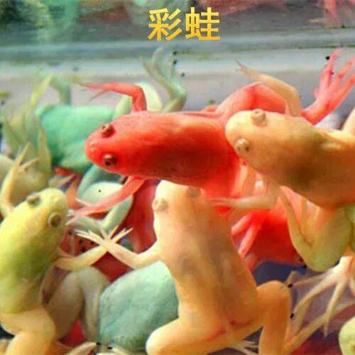 观赏蛙 宠物蛙 活体彩 蛙金 鸟