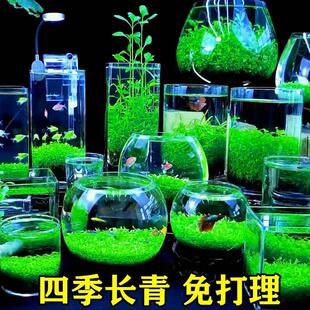 饰草缸鱼缸造景 水草种子生态玻璃瓶真植物种籽孑盆栽水培绿植物装