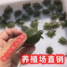 巴西龟苗小乌龟活体活物七彩网红小彩龟草龟苗红耳龟宠物龟