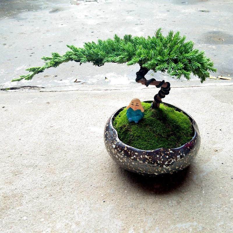 正宗台湾罗汉松绿植兰屿罗汉松造型树 庭院高档盆栽 艺术观赏盆景