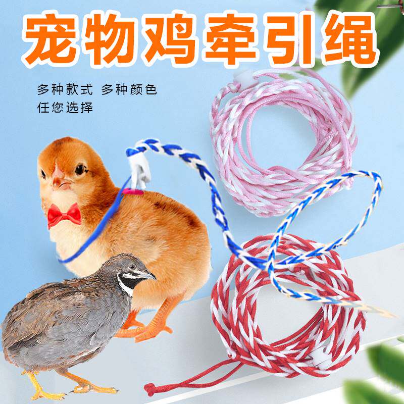 小鸡牵引绳芦丁鸡宠物小黄鸡鸭子鸽子溜柯尔鸭外出品的绑遛绳