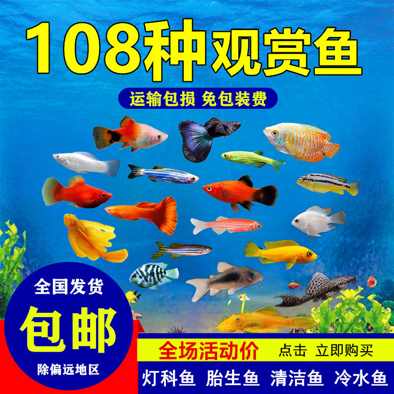 耐活的观赏鱼活体冷水淡水红绿灯鱼清道夫草缸热带鱼混养套餐小型