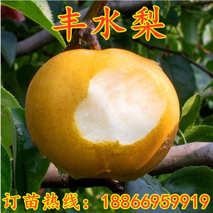 嫁接梨子树苗 丰水梨树苗庭院盆栽地栽南北方种植果树苗当年结果