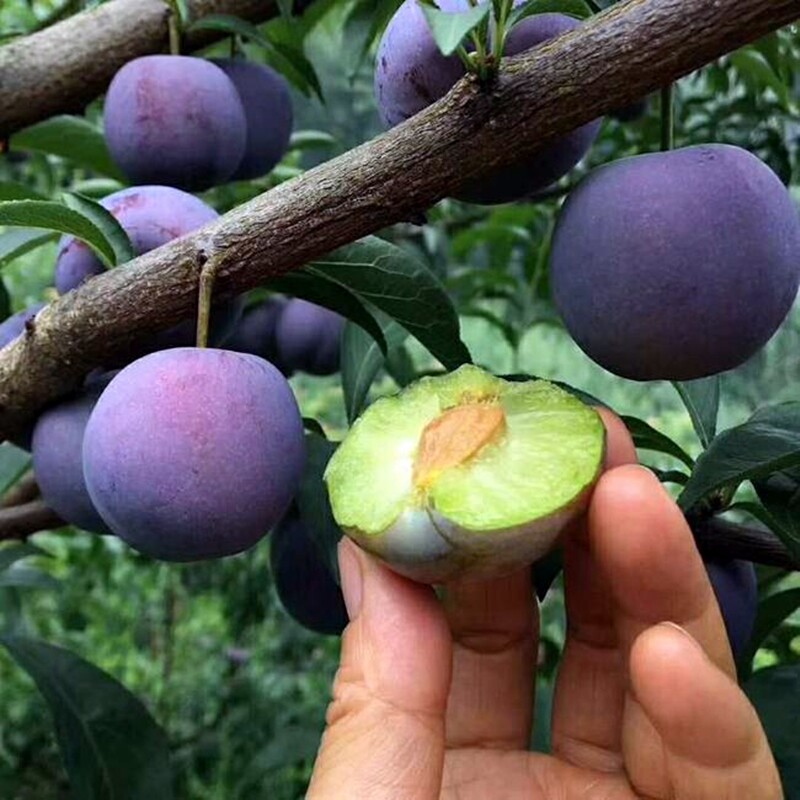 五月脆李子果树苗四川早熟凤凰李一点红李子苗南北方种植当年结果