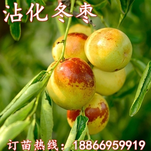 正宗沾化冬枣树苗 嫁接枣树苗 二代冬枣苗盆栽南北方种植当年结果