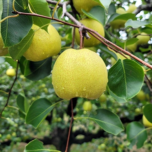 雪梨树苗翠冠梨苗水晶酥脆梨果苗盆栽地栽南北方种植落叶当年结果