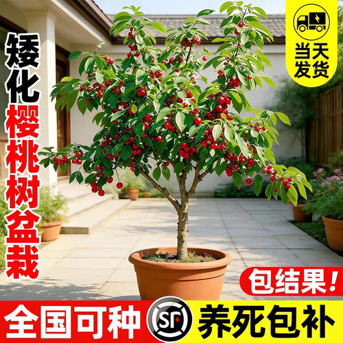 车厘子树苗盆栽地栽樱桃树果苗南北方种植当年结果樱桃树大樱桃苗