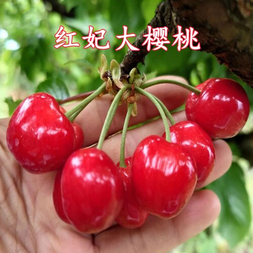 红妃樱桃树苗当年结果盆栽
