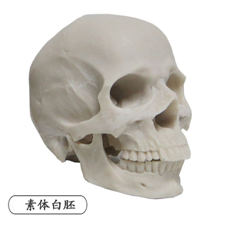 1:2艺用人体肌肉骨骼头雕骷髅头骨绘画参考胸像解剖头颅模型美术|msdalam kategori Toy/bayi/teka-teki/blok bangunan/model, model statik, mainan model lain - dari Buy2taobao.com untuk memberikan perkhidmatan ejen Taobao profesional membeli