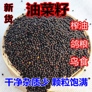 新油菜籽压油大颗粒油菜籽榨油新菜籽可做鸟食鹦鹉鸟粮鸽粮食物
