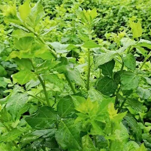 【擂茶苦刺】恩平勒菜苦刺心长度20公分左右带老新鲜野菜潮汕特色