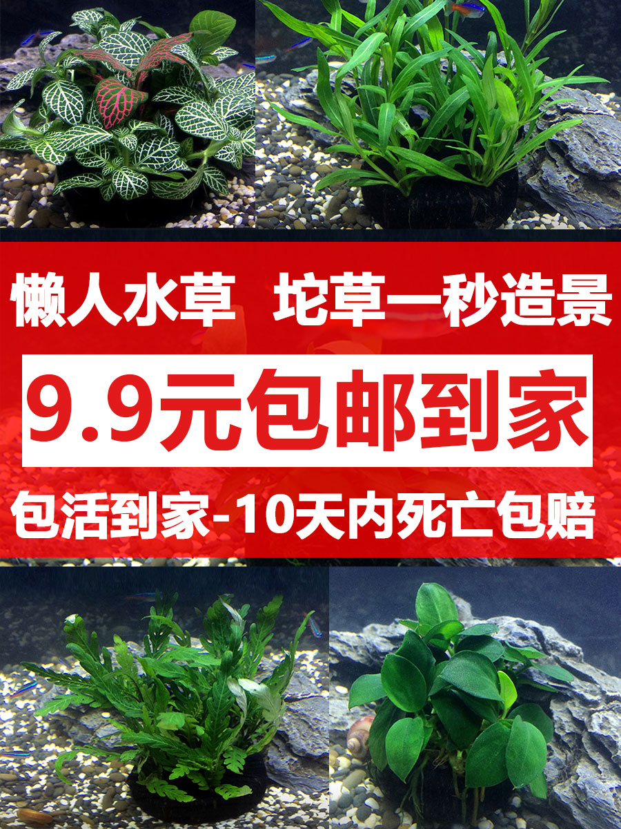 无硫灯芯草500g包邮草长80 100cm供佛灯心草点油灯祈福念经 花香日记