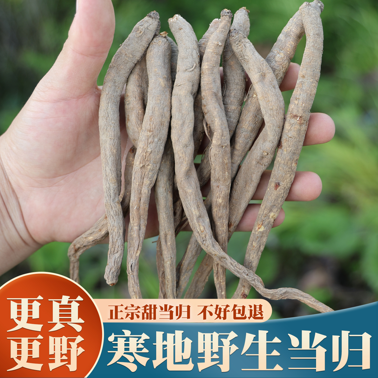 正宗野生甜当归500克特级中药材
