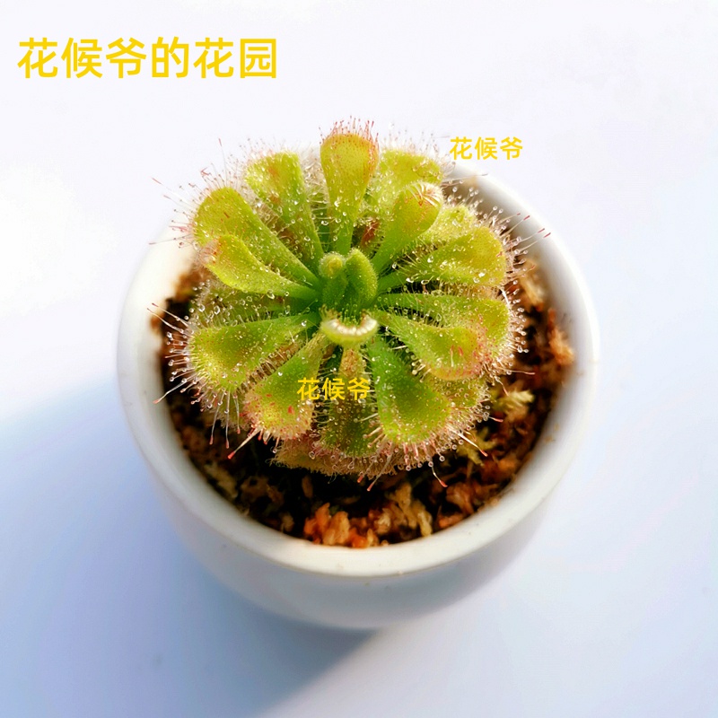 驱蚊室内懒人盆栽多少钱 驱蚊室内懒人盆栽优惠券免费领取 有条鱼 驱蚊室内懒人盆栽多少钱 驱蚊室内懒人盆栽优惠券免费领取 有条鱼