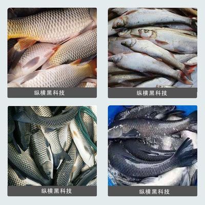 武汉纵横江湖黑坑鱼饵散炮翘嘴鳊鱼草鱼鱼饵浮钓翘嘴混养鱼情饵料