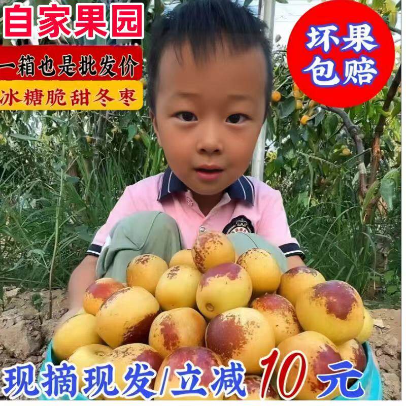 陕西大荔脆冬枣青红脆大枣子非山东山西灰枣孕妇新鲜水果