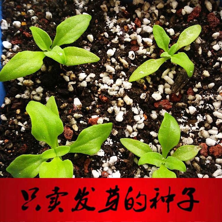 冰t草冰菜/种籽冰草苗阳台盆栽蔬菜苗非洲.