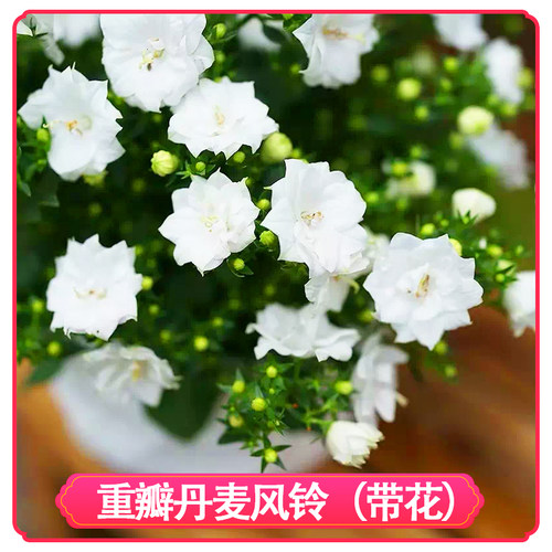 紫风铃花多少钱 紫风铃花价格 小麦优选